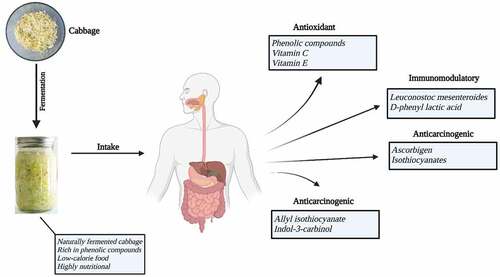 Figure 2. Health benefits of consuming sauerkraut.