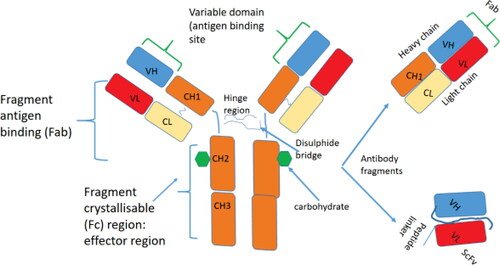Figure 1. Schematic representation of the conventional antibody, the antigen-binding domains of conventional antibodies obtained after proteolysis Fab or after cloning, and expression of the gene VH and VL fragments are shown. A synthetic linker introduced between the VH and VL stabilises the VH-VL dimer and forms the scFv.