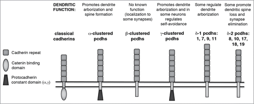 Figure 1. Clustered and Non-Clustered Protocadherins. Schematic domain structures of the clustered (α-, β-, and γ-) Pcdhs, and of the δ1- and δ2- non-clustered Pcdhs. Domains as indicated by legend; double horizontal line represents the plasma membrane. The domain structure of a classical cadherin is shown for comparison. A summary of known dendritic functions appears above each schematic.