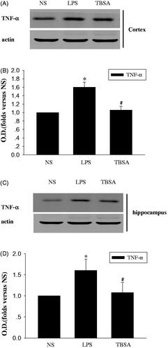 Figure 3. HDAC6 inhibition restrains the expression of TNF-α in the frontal cortex and hippocampus after LPS treatment. (A and C) Immunoblots of the levels of the TNF-α protein in cortex and hippocampus. (B and D) The intensity of the bands was determined by analyzing the optical density (O.D.). Data are presented as means ± SEM and are expressed as fold changes compared with the saline group. *p < 0.05 compared with respective NS group; #P < 0.05 compared with respective LPS group (n = 6).