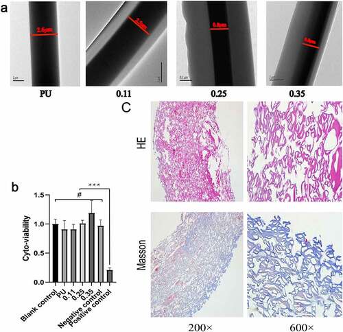 Figure 4. Results of transmission electron microscopy, cytotoxic test and Masson staining of blood vessel samples. Transmission electron microscopy results of four groups of vascular fibers (a). Cytotoxic test results of four groups of vascular membranes(b). Results of HE and Masson staining of blood vessels in the 0.11 group(c)