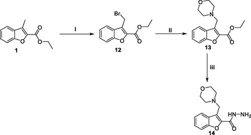 Scheme 3. Synthesis of key intermediate 3-(morpholinomethyl)benzofuran-2-carbohydrazide 14; Reagents and conditions: (i) NBS/carbon tetrachloride/dibenzoyl peroxide/reflux 16 h, (ii) Morpholine/Acetonitrile/K2CO3/KI/reflux 8 h, and (iii) NH2NH2.H2O/isopropyl alcohol/reflux 2 h.