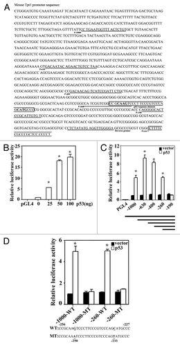 Figure 1. Identification of a p53-response element in the promoter of Tpt1.(A) The 1 kb DNA sequence of the mouse Tpt1 promoter. The DNA primers used to amplify 1 kb, 630 bp, 400 bp, 260 bp, and 190 bp of the mouse Tpt1 promoter fragments are underlined and labeled as P-1000, P-630, P-400, P-260, and P-190 (forward primers). The common reverse primer is also underlined and labeled. The putative p53-response element and the beginning of exon 1 are boxed and labeled. (B) Ectopic expression of p53 in HCT116-p53−/− cells increased Tpt-1 promoter-dependent firefly luciferase activities. The mouse Tpt1 promoter (1 kb) was cloned upstream of the luciferase reporter gene vector. The construct was co-transfected into HCT116-p53−/− cells growing in 24-well plates, with the indicated amounts of a p53-expression plasmid. A control vector pGL4, which only contains a minimal promoter, was included as a negative control. (C) A p53-response element in the mouse Tpt1 promoter was mapped to the sequence within −190 to −260 nt. The different sizes of the mouse Tpt1 promoter were cloned upstream of the luciferase reporter gene vector (see line draws at the bottom of the panel, also see Fig. 1A for the primer pair information). These constructs were co-transfected into HCT116-p53−/− cells alone with a control vector or a p53 expression vector. Luciferase activities were measured. (D) Identification of the p53-response element. The p53-response element in the promoter of mouse Tpt1 (WT) is shown at the bottom of the panel. Two highly conserved bases (underlined) were mutated in MT. The fragment containing the putative p53-response element (WT) or the mutated one (MT) in the context of either 1 kb or 260 bp was cloned into the luciferase reporter vector. The luciferase activities of these reporters in the absence or presence of transfected p53 were measured.