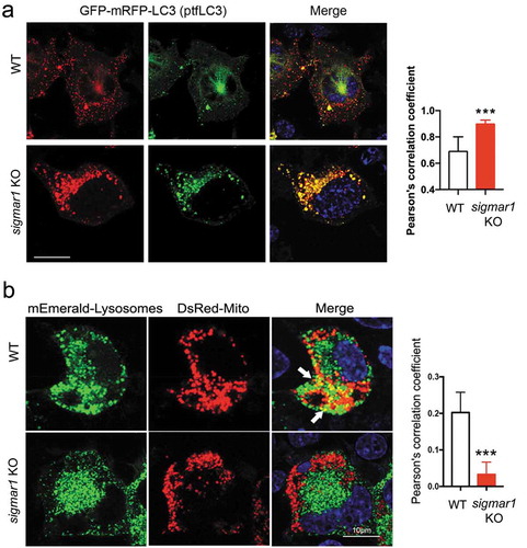 Figure 7. Autophagosome-lysosome fusion is partially impaired in sigmar1 KO NSC34 cells.(a) Subcellular distribution of autophagosomes in WT and sigmar1 KO NSC34 cells. After 24h transfection with GFP-mRFP-LC3 (ptfLC3), cells were treated with CCCP for another 12 hours prior to live cell fluorescence microscopy. Shown are representative pictures. Merged fluorescence from RFP and GFP was assessed with Pearson’s correlation coefficient. ***p < 0.001 by student's t-test; mean ± SD. Fifteen cells were used for quantification in each group. (b) Co-localization of lysosomes with mitochondria in WT and KO NSC34 cells. After 24-h co-transfection with mEmerald-lysosomes and DsRed-Mito, cells were treated with CCCP for another 12 hours prior to live cell fluorescence microscopy. Co-localization was quantified with Pearson’s correlation coefficient. ***p < 0.001 by student's t-test; mean ± SD. Seventeen cells were used for quantification in each group.