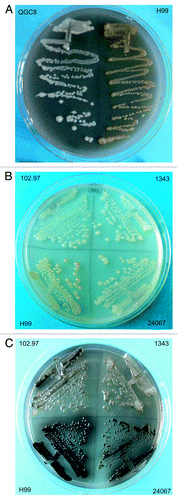 Figure 1. Melanization of C. neoformans in the presence of G. mellonella homogenate. (A) Wild type (right) or laccase deletion (left) strains of C. neoformans were inoculated onto G. mellonella medium. Plates were incubated for 2 wk at 30 °C. (B and C) Indicated cryptococcal isolates were incubated in medium with G. mellonella homogenate (B) or 1 mM l-DOPA (C), including H99 (serotype A), 24067 (serotype D), 102.97 (serotype B), and 1343 (serotype D). Plates were incubated for 2 wk at 32 °C.