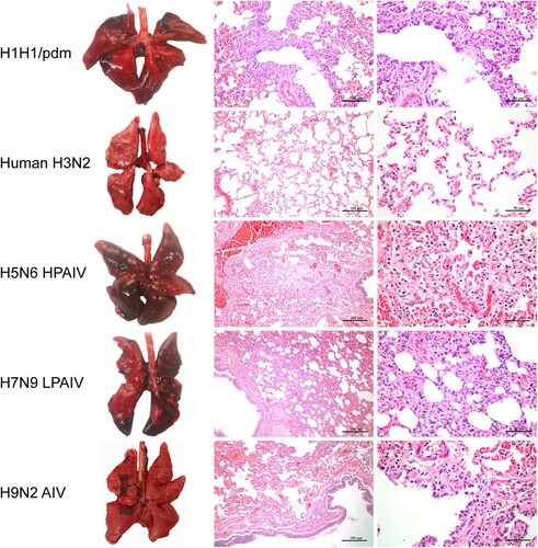 Figure 4. Gross pathology and histopathology of the lungs of mink infected with human (H1N1/pdm and H3N2) and avian (H5N6, H7N9, and H9N2) influenza viruses at 4 dpi. Lungs of mink with H1N1/pdm, H9N2, and H7N9 influenza virus infections showed mild to moderate pulmonary consolidation with varying degrees of bronchitis. Few remarkable pathological findings were obtained from the lungs of mink infected with the H3N2 virus. In contrast, the H5N6 influenza virus caused severe lesions with extensive pulmonary consolidation, peribronchiolitis and bronchopneumonia characterised by oedema and infiltration of inflammatory cells. Images shown are representative of three mink from three independent experiments.