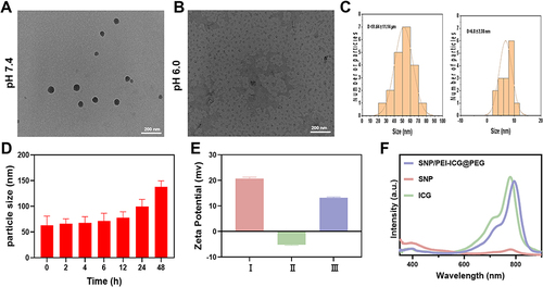 Figure 1 (A) TEM image of SNP/PEI-ICG@PEG dispersion in pure water at pH 7.4 (concentration: 450 μg/mL); (B) TEM image of SNP/PEI-ICG@PEG after standing in pure water (concentration: 450 μg/mL) at pH 6.0 for 2 h; (C) TEM images were obtained using the corresponding particle size profile determined by Image J; (D) Particle size of SNP/PEI-ICG@PEG at different time periods (0, 2, 4, 6, 12, 24, 48 h) determined by DLS (culture solvent: PBS, concentration: 450 μg/mL); (E) zeta potentials of SNP/PEI (I), SNP/PEI-ICG (II), and SNP/PEI-ICG@PEG (III); (F) UV-vis spectra of SNP, ICG, and SNP/PEI-ICG@PEG (The solution concentrations were SNP 1.5 mg/mL, ICG 5 μg/mL, SNP/PEI-ICG@PEG 3.0 mg/mL, respectively.).