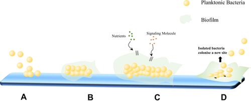 Figure 1 Biofilm formation. (A) Adherence: Planktonic bacteria adhere to the surface of tracheal ducts. (B) Aggregation: Microorganisms undergo multilayer aggregation to form microcolonies. (C) Maturation: Channels form in the biofilm structure, allowing for the gradient transfer of nutrients and signaling molecules and facilitating the organized aggregation and differentiation of cells based on their metabolic state. (D) Dispersion: After maturation, the biofilm thickens and the interior forms an anaerobic environment, while the outer layer may begin to separate.