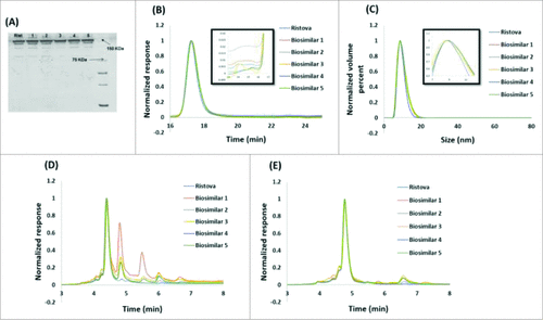 Figure 3. Comparison of size and charge heterogeneity of Rituximab biosimilars and Ristova®: (A) Non reducing SDS-PAGE profile, (B) SEC chromatogram (insert shows a zoomed-in view), (C) Particle size distribution by DLS (insert shows a zoomed-in view), (D). CEX chromatogram before CpB digestion, (E) CEX chromatogram after CpB digestion.