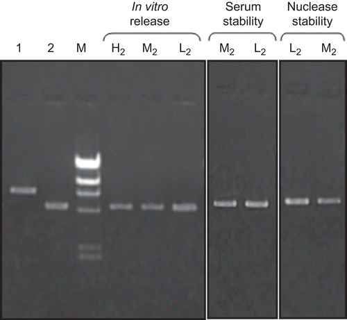 Figure 5.  Agarose gel electrophoresis of CS-NPs.