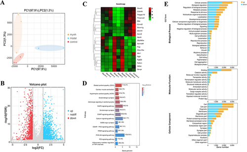Figure 4 Results of RNA-seq analysis in colitis mice with MEO. (A) PCA graph. (B) Volcano graph. (C) Heat map of DEGs. (D) KEGG enrichment results. (E) GO enrichment results.