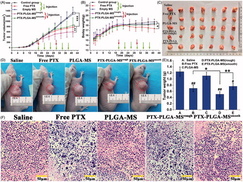 Figure 5. In vivo antitumor efficacies of saline, free PTX, empty PLGA-MS, rough, and smooth PTX-PLGA-MS in tumor-bearing nude mice (n = 7). (A) Tumor growth curves during the entire experiment. (B) Body weight variations of mice. Photographs of (C) excised tumors and (D) tumor-bearing nude mice at the end of the treatment procedure. (E) Weights of excised tumor at the end of the tests. (F) The histological characteristics of liver tumor tissue after treatments. # vs. control group, *, # p < .05; **, ##p < .02; and ***p < .01.
