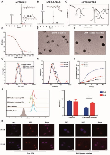 Figure 2. Chemical characterization, particle size, and pH-responsive properties of blank and DOX-loaded mPEG-S-PBLG micelles. 1H NMR spectra of mPEG-NH2 (A) and mPEG-S-PBLG polymer (B); (C) FT-IR spectra of mPEG-S-PBLG copolymer; (D) CMC measured by plot of the I373/I383 ratio from pyrene excitation spectra versus the concentration of polymer on a log scale. Representative TEM image of blank micelles (E) and DOX-loaded micelles (F); (G) particle size of blank and DOX/DiD-loaded micelles at pH 7.4 measured by DLS. (H) Particle size of blank micelles measured by DLS after 48-h incubation in PBS with different pH value; (I) in vitro drug release profile from DOX-loaded micelles at different pH value; (J) flow cytometric analysis of U-87 MG cells treated with DOX or DOX-loaded micelles at pH 7.4 and 6.5 for 6 h. Data represent mean ± SD (n = 3). *p < .05 analyzed by Student’s t-test. (K) Representative confocal image of U-87 MG cells after 6-h incubation with free DOX (5 μM) and DOX-loaded micelles (5 μM equivalent DOX) at pH 7.4 or 6.5 at 37 °C. Scale bar: 10 μm.