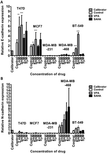 Figure 4 mRNA expression of CDH1 (E-cadherin) and CDH2 (N-cadherin) in breast cancer cell lines after VPA or SAHA treatment.Notes: Expression of CDH1 (A) and CDH2 (B) was analyzed by qPCR in T47D, MCF7, MDA-MB-231, MDA-MB-468 and BT-549 cells exposed to either culture medium alone (control) and VPA (2 mM, 5 mM) or SAHA (2 µM, 5µM) for 24 hrs. The differences between groups were evaluated using the one-way ANOVA; Tukey’s post-hoc test. p<0.05 was considered to indicate a statistically significant difference. Results were presented as mean ± SD.Abbreviations: SAHA, vorinostat; VPA, valproic acid.