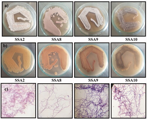 Figure 2. Morphological view of isolates from magnesite soil.