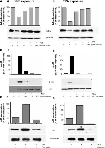 Figure 7 Effect of curcumin on NaF- and TPA-induced changes in NF-κB in A549 cells.Notes: (A) Effects of curcumin (50 μM, 75 μM, and 100 μM) on IκBα degradation in lysates; (B) p65 phosphorylation in lysates; and (C) p65 translocation to nuclei. The cells were pretreated with curcumin at the indicated concentrations for 1 hour, and further exposed to NaF (3.75 mM) (Aa, Ba, and Ca) and TPA (100 nM) (Ab, Bb, and Cb) for 2 hours and 30 minutes, respectively. IκBα levels in lysates were related to β-actin, phosphorylation of p65 in lysates was related to total p65, and translocation of p65 was related to histon in the nuclei. The data are shown by typical Western blots, and also presented by optical quantification of the blots, given in relation to the responses (100%) to NaF and TPA at 2 hours and 30 minutes. The experiments in (A) and (C) are typical for four experiments and in (B) for two experiments.Abbreviations: NaF, sodium fluoride; TPA, 12-O-tetradecanoylphorbol-13-acetate; max, maximum; NF-κB, nuclear factor kappa B.