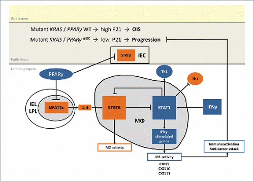 Figure 7. Proposed model of RAS and PPARγ crosstalk. Suggested mechanism based on published literature and own experimental data: PPARγ-activation reshapes the immune cell composition in the lamina propria from an immuno-suppressive towards a tumor-attacking profile. For example, PPARγ may reduce NFAT-driven Il4 (Th2/M2) gene expression to indirectly activate “killer” type responses (Th1/M1).