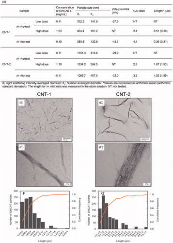 Figure 1. Characterization of SWCNTs dispersed in working solutions. Characterization of SWCNTs in working solutions for in vivo and in vitro tests (A). TEM images of SWCNTs in CNT-1 (B and C) and CNT-2 (D and E) in working solutions for in vivo (high dose) studies. High-magnification micrographs (C and E). Distribution of SWCNT length in working solutions for in vivo (high dose) evaluation by digital TEM images (F and G).