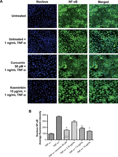 Figure 7 (A) Photographs of intracellular targets in stained MCF7 cells treated with koenimbin for 3 hours and then stimulated for 30 minutes with TNF-α 1 ng/mL (NF-κB activation). (B) Representative bar chart indicating a significant decline in average fluorescent intensity of nuclei NF-κB, confirming that koenimbin inhibited TNF-α-induced translocation of NF-κB from the cytoplasm to the nucleus.