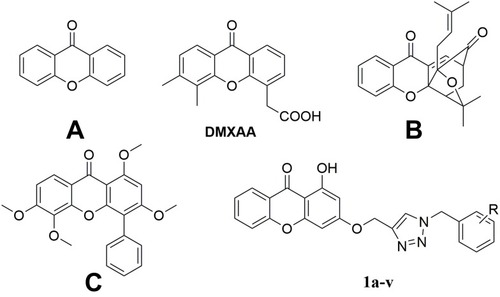 Figure 1 Chemical structures of xanthones (A) Basic structure of xanthone, (B, C) Derivatives of xanthone.