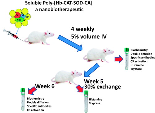 Figure 1. The rats are divided into 3 groups each receives 4 weekly infusion of one of the following samples: lactated ringer’s solution (LR) as control group, bovine polySFHb (Phe) and bovine poly-[Hb-CAT-SOD-CA] (PHE) with enhanced enzyme activity. This is followed on week 5 by a 30% exchange infusion.
