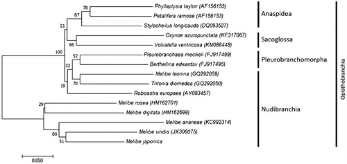 Figure 1. Phylogenetic tree of Melibe japonica constructed by COI sequences. The phylogenetic tree was constructed using molecular evolutionary genetic analysis program (MEGA, ver.7.0) with the minimum evolution algorithm. The evolutionary distances were computed using Kimura 2-Parameter method.