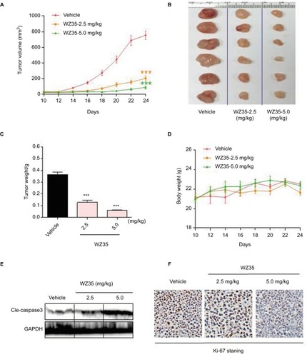 Figure 6 WZ35 inhibits growth of gefitinib/erlotinib-resistant lung cancer growth in vivo. Nude mice bearing H1975 xenografts received 2.5 or 5 mg/kg WZ35 for 24 days. (A–C) WZ35 treatment inhibits H1975 tumor growth as indicated by tumor volume (A), extracted tumor size (B), and tumor weight (C) (***P<0.001 compared to vehicle control; n=6). (D) Body weight changes of mice in the various experimental groups. (E) Western blot analysis on cleaved caspase 3 levels in lysates prepared from tumors. GAPDH was used as protein loading control. (F) H1975 tumor sections were stained with anti-Ki-67 (brown) to detect proliferating cells. Cells were counterstained with hematoxylin.