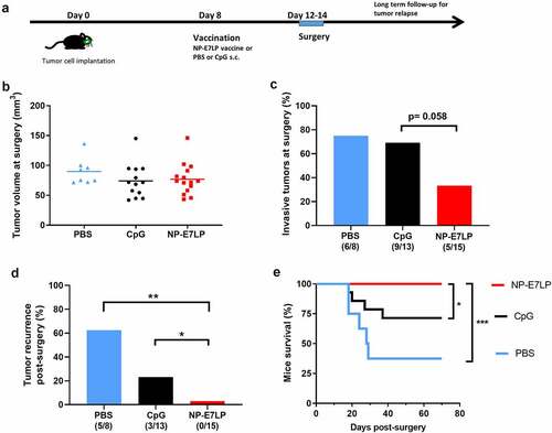 Figure 4. Growth and local recurrence of orthotopic mEERL95 tumors upon combined NP-E7LP vaccination and surgery. Groups of female mice bearing orthotopic mEERL95 tumors were vaccinated with NP-E7LP (n = 15), CpG alone (n = 13) or PBS (n = 8) before resection of the primary tumors as outlined in a. Tumors volumes (b) and percentage of muscle and/or bone invasive tumors (c) at surgery are shown. After surgery, percentage of mice with postsurgical recurrence (d) and mice survival (e) are shown. Significant differences following one-way ANOVA +Tukey’s posttest (b), contingency Chi-square test (c-d) or log-rank test (d) are shown: * = p < .05, ** = p < .01, *** = p < .001