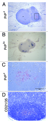 Figure 2. PrPSc accumulates in the draining LN following scrapie infection via the skin. (A) PrPd was detected with the anti-PrP specific antibody 6H4 in the draining inguinal LN five weeks post scrapie infection. (B) Paraffin embedded tissue (PET) blot analysis of adjacent sections confirms PrPd accumulations to be proteinase K resistant PrPSc. (C) Enlarged image of PrPd labeling from boxed area of (A). (D) shows location of FDCs via immostaining with the anti-CD21/CD35 specific antibody. PrPSc is accumulating on FDCs in the LNs.