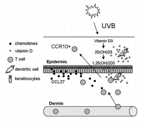 Figure 1 UVB rays from sunlight generates vitamin D3 from its precursor in the skin. Vitamin D3 is not very active and can be converted to both 25(OH)D3 and 1,25(OH)2D3 by dendritic cells. Dendritic cells come in close contact with T cells, and in the presence of vitamin D3, the CCR10 receptor is induced on the T cells. This attracts the T cells to CCL27, which is selectively produced and secreted by keratinocytes in the epidermis. Thus, once T cells have infiltrated the dermal layers of the skin from the cutaneous blood vessel, they can be mobilized within the skin and migrate to the epidermis. This way, T cells could be drawn to the epidermis when they are needed.