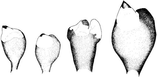 Fig. 4  Variations of escal form in Melanocetus johnsonii (after Pietsch & Van Duzer Citation1980).