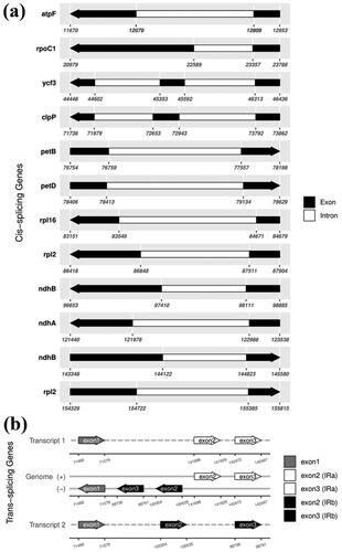 Figure 3. Schematic of the cis-splicing gene map (a) and trans-splicing genes map (b) generated for the chloroplast genome of A. tschangbaischanense. (a) The genes are arranged from left to right based on their order on the chloroplast genome. The gene names are shown on the top, and the gene structures are on the bottom. The exons are shown in black; the introns are shown in white. The arrow indicates the sense direction of the gene. Please note that lengths of exons and introns are not drawn to scale. (b) The start and end positions on the pre-mRNA are shown below the line. The lines represent the genome plus (+) and minus (−) DNA strands. The arrowheads represent the corresponding exons of the rps12 genes.