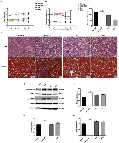 Figure 4. Effects of CA on renal injury and renal fibrosis in HFD/STZ-induced DKD mice. (A–C) Body weight; blood glucose; urinary protein; n = 6 (D) H&E and masson staining of renal tissue sections (magnification × 400); (E–H) immunoblotting and quantitative analysis of fibronectin, α-SMA, p-smad3/smad3 proteins in renal tissue; Data are presented as means ± SEM; ##p < 0.01, ###p < 0.001 vs. Normal group; **p < 0.01, ***p < 0.001 vs. HFD + STZ group, n = 6.