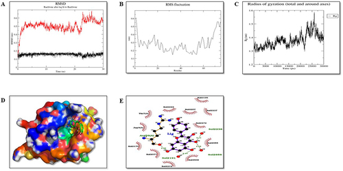 Figure 12 Molecular dynamic simulation of protein Nrf2 (P3). (A) Root-mean-square deviations (RMSDs) of the KP docked complex. The red graph represents the protein backbone and the blank represents the ligand. (B) RMSF plots of the protein-ligand complexes along with the residue number displayed on the x-axis and RMSFs (in nm) on the y-axis. (C) Plots for the radius of gyration (Rg) show the overall compactness of the system. (D) Ligand shown in the green color showed stable binding in the protein cleft. (E) The two-dimensional representation of protein-ligand interaction after MD simulations.