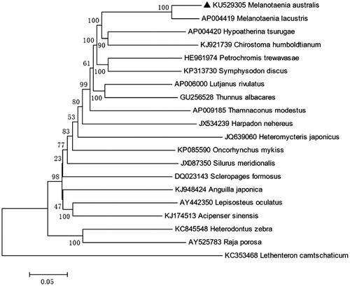 Figure 1. Neighbor-joining (NJ) tree of 20 species complete mitochondrial genome sequence. The phylogenetic relationships of Melanotaenia australis are close with Melanotaenia.lacustris using Lethenteron camtschaticum as an outgroup.