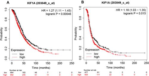Figure 4 KIF1A expressions were closely related to the prognosis of OC patients. (A) Overall survival rate was assessed in TCGA cancer patients. (B) Post progression survival rate was analyzed in TCGA OC patients. Abnormal expression and low expression were identified with the auto best cutoff.