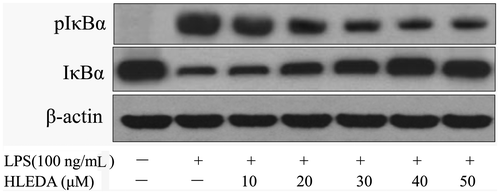 Fig. 7. Inhibitory effect of HLEDA on IκB-α phosphorylation and degradation. RAW 264.7 macrophage cells were treated with LPS (100 ng/mL) in the absence or presence of the indicated concentrations of HLEDA for 2 h. Total cellular proteins were prepared and Western blotted for IκB-α and pIκB-α using specific antibodies. β-actin was used as an internal loading control.