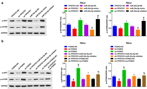 Figure 7. TP53TG1/miR-33a-5p/FOXK2 activates the PI3K/AKT/mTOR signaling pathway via promoting related protein activity. (a-b), the phosphorylation levels of PI3K, AKT and mTOR in HeLa cells were detected by Western blot assay. The data in the figure were all measurement data, and the values were represented by mean ± standard deviation, one-way ANOVA was adopted for the comparison among multiple groups and Tukey’s post hoc test was used for pairwise comparisons after one-way ANOVA; * P < 0.05 vs. the TP53TG1-NC group; # P < 0.05 vs. the miR-33a-5p-NC group; & P < 0.05 vs. the FOXK2-NC group; ^ P < 0.05 vs. the sh-TP53TG1 + miR-33a-5p-NC group; % P < 0.05 vs. the sh-TP53TG1 + FOXK2-NC group.