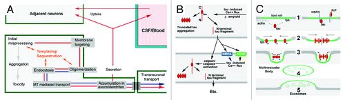 Figure 2. Candidate neuronal and interneuronal pathways of self-replicating tau toxicity and propagation. The generation of PrPSc from resident PrPC occurs via a chaperone-like “templating” in association with mambrane-associated misprocessing events that eventiually result in exosome mediated PrPSc release to the extracellular space and transsynaptic propagation of infective prions to other parts of the CNS. (A and B) Hypothesized templated (A) and non-templated (B) tau lesion propagation pathways consistent with the Prion Hypothesis. (A) Recent studies of tau misprocessing suggest that tau misprocessing may occur via a similar mechanism (shown in red arrows) that permits synergistic interactions with PrP and other “prionoid” proteins such as Asyn and Abeta (shown in blue arrows). Either overexpression or toxicity-induced hyperphosphorylation causes the generation of non-MT associated tau which becomes associated with and phosphorylated by fyn kinase and other elements in the plasma membrane (e.g., PrP, Asyn, Abeta), resulting in the oligomerization, endocytosis and relocalization of tau to pre and postsynaptic sites within the neuron, where it accumulates and causes localized toxicity and exosome-mediated secretion. The ability of tau to selectively sequester other MAPs and bind/oligomerize with other aggregation prone proteins such as Asyn and PrP suggests that template-mediated misfolding might occur in this pathway (orange) (Panel B) Tau lesion propagation might also occur via the generation of toxic tau cleavage fragments by Abeta or tau-induced calpain and caspase activity and their secretion via a separate pathway. N-terminal truncated, MTBR containing, tau fragments exhibit an increased tendency to aggregate.Citation88,Citation89 MTBR- fragments are readily secreted and may induce calpainCitation84/caspaseCitation85 activation in recipient neurons increased resulting in self-regenerating tau lesion propagation. (C) Tau/PrP interactions in exosomal secretion. Two possible ways in which membrane associated tau misprocessing might result in diversion to the exomal secretion pathway. Usually considered cytosolic, non-MT-associated tau can be targeted to lipid raft domains in the plasma membrane by binding ligands such as fyn kinase or subcortical actin (1). Tau is phosphorylated by fyn (or a related Y kinase) and oligomerizes (2), possibly with the aid of polyanionic molecules within (fatty acids) or spanning (heparan sulfate proteoglycans (HSPG)) the membrane, causing raft patching, endocytosis (3) and the formation of multivesicular bodies (4) and exosome release (5). Although the GPI anchoring of PrP should direct it to the exterior of the plasma membrane, the presence of polyanions such as HSPG may bring it into direct contact with tau and permit synergistic co-oligomerization. Other aggregation-prone proteins such as Abeta and/or Asyn may play similar, possibly context-dependent roles with respect to the misfolding and interneuronal propagation of PrP and/or tau.