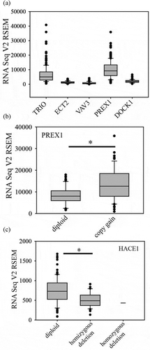 Figure 2. Rac GEF and HACE1 mRNA expression in glioblastoma. (a). Expression of Rac GEFs in glioblastoma. (b). PREX1 mRNA levels in cases with copy gain (n = 52, 37% of cases) compared to cases without copy gain (n = 87). C. HACE1 mRNA levels are decreased in cases with copy loss (n = 41, 30% of cases) compared to cases without copy loss (n = 96). * indicates p < 0.05 by the Mann-Whitney Rank Sum test