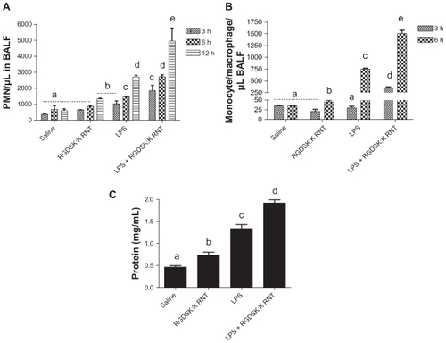 Figure 3 Differential cell count and protein in bronchoalveolar lavage fluid. Total and differential cell count was performed in bronchoalveolar lavage fluid 3, 6, or 12 hours following treatment. Numbers of polymorphonuclear cells in the bronchoalveolar lavage fluid were significantly higher in the lipopolysaccharide and K90/RGDSKCitation10 rosette nanotube groups compared with saline controls. However, the lipopolysaccharide + K90/RGDSKCitation10 rosette nanotube treatment group showed robust polymorphonuclear emigration at all time points (A). Lipopolysaccharide resulted in an increase in emigration of monocytes in bronchoalveolar lavage fluid after 6 hours (B). Treatment with K90/RGDSKCitation10 rosette nanotubes had no effect on monocyte emigration compared with the saline control at all time points tested. Interestingly, mice treated with lipopolysaccharide and K90/RGDSKCitation10 rosette nanotubes showed a significant increase in monocyte emigration. Total protein analysis in bronchoalveolar lavage fluid showed a significant increase in protein content in the lipopolysaccharide and K90/RGDSKCitation10 rosette nanotube treatment groups (C). Interestingly, K90/RGDSKCitation10 rosette nanotubes significantly proved the effect of lipopolysaccharide.Note: Groups bearing different superscripts were significantly different (P < 0.05), while the groups with similar superscripts did not differ.