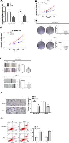 Figure 2 Function of H19 in MDA-MB-231 and MCF-7 cells. (A) RT-qPCR was used to detect the relative expression levels of H19 after silencing. (B–D) Following H19 silencing, CCK8 and colony formation assays were performed to evaluate cell proliferation. (E and F) After H19 silencing, wound healing and Matrigel transwell assays were used to measure cell migration and invasion. (G) Flow cytometry was used to detect apoptosis of H19-silenced cells; *P < 0.05, **P < 0.01.