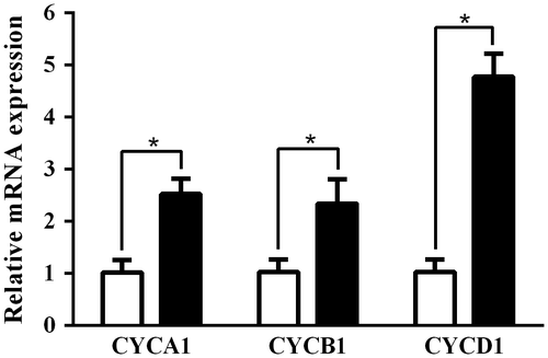 Fig. 2. Effect of AO on cell cycle related gene expression levels in C. reinhardtii. C. reinhardtii cells (2 × 106 cells/1 mL/well in 24-well plate) were incubated without (control; open column) or with 2.5 mg/mL of AO (solid column) for 24 h at 25 °C, and then cyclin A1 (CYCA1), cyclin B1 (CYCB1), and cyclin D1 (CYCD1) were analyzed by real time PCR as described in the text. GAPDH was used as an endogenous control. Each value represents mean ± standard deviation of triplicate measurements. * indicate significant difference between with and without AO (p < 0.05).