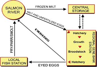 Figure 3. Diagram showing movement of unfertilized eggs and milt between salmon river and the gene bank, movement of eyed eggs from gene bank to local fish station and salmon river, and movement of fry and parr from local fish station to salmon river.