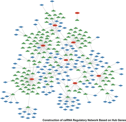 Figure 10 Red oval nodes indicate mRNAs (hub genes), blue diamond nodes indicate lncRNAs, green triangle nodes indicate miRNAs, and the lines between them indicate interaction pairs.