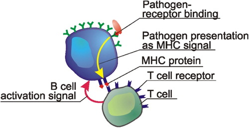 Figure 2 The recognition of pathogen using B and T cells.