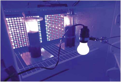 Figure 2. Configuration of the growth chamber. The control flask was on the left, and the prototype flask was on the right. The two light panels were affixed to the rear wall of the incubator. The incandescent light was attached to the door and centered. The magnets can be seen on the lower left side of the control flask and on the lower right side of the prototype flask. The picture was taken with the door open for convenience.