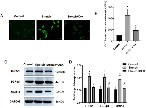 Figure 9 Dex reduced calcium levels and airway remodeling-related cytokins induced by mechanical stress in 16HBE cells. Fluorescence images of intracellular Ca2+ in 16HBE cells after stress and dexamethasone treatment. Scale bar: 20µm (A). Ca2+ fluorescence relative intensity in control group, stretch group and stretch group treatment with dexamethasone (B). Western blotting was used to analyze the expression levels of TRPC1, TGF-β1 and MMP-9 in 16HBE cells after stress and dexamethasone treatment (C and D). Data are presented as the means ±SD. (N=3). *P<0.05 compared with the control group; #P<0.05 compared with the stretch group.