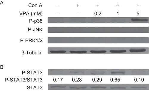 Figure 6.  Effect of valproic acid (VPA) on the phosphorylation of mitogen-activated protein kinases (MAPKs) (A) and STAT3 (B) in concanavalin A (ConA)-stimulated lymphocytes. Cells were stimulated with ConA in the presence or absence of VPA for 72 h. Whole-cell lysates were then analyzed by Western blotting for the levels of p38, ERK1/2, and JNK phosphorylation (P-p38, P-ERK1/2, and P-JNK) and phospho-STAT3 (P-STAT3). STAT3 and β-tubulin levels were used as the loading controls. Data are expressed as a ratio to the loading control. All blots represent data from one of three independent experiments.
