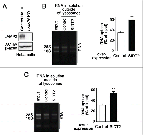 Figure 3. Effect of SIDT2 overexpression on RNautophagy in the absence of LAMP2. (A) LAMP2 levels in LAMP2-deficient HeLa cells and parental HeLa cells (control HeLa) were analyzed by immunoblotting. (B and C) RNA uptake assays were performed using isolated lysosomes derived from LAMP2-deficient HeLa cells (B) or parental HeLa cells (C). Relative levels of RNA uptake were quantified. Results are expressed as mean ± SEM (n = 3). **, P < 0.01. In the absence of LAMP2, SIDT2 increased RNautophagy at similar levels to in the presence of LAMP2.